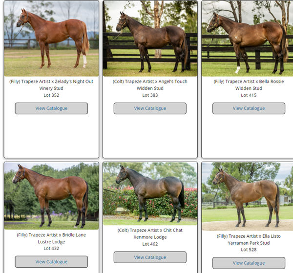 Click here to see all the Trapeze Artist Classic yearlings.