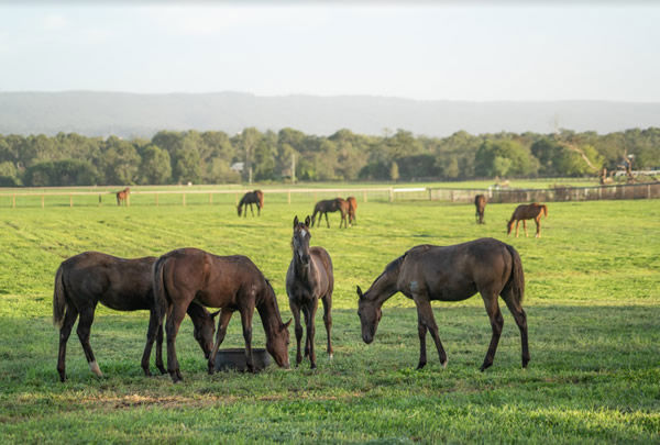 The paddocks of Tyreel Stud are a proven source of quality thoroughbreds.