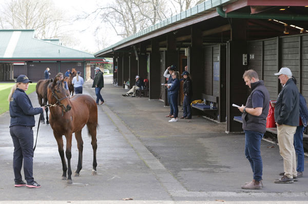 The Valachi Downs draft has added plenty of quality to New Zealand Bloodstock’s National Weanling Sale catalogue. Photo: Trish Dunell 