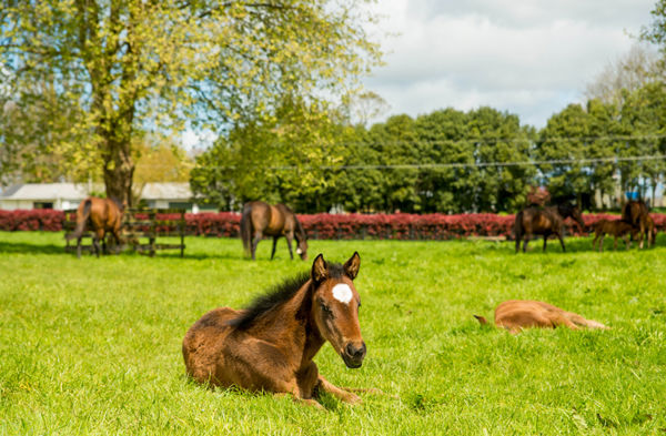 Mares and foals at the immaculate Valachi Downs in Matamata. Photo: Sharon Chapman