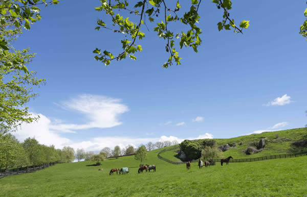 Valachi Downs horses have had the very best start to life!