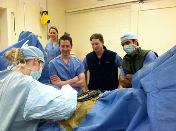 Closing the abdomen on a horse after it had colic surgery with my intermates watching on.