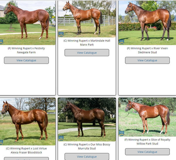 Click to see the Winning Rupert gallery for MM with yearling images.