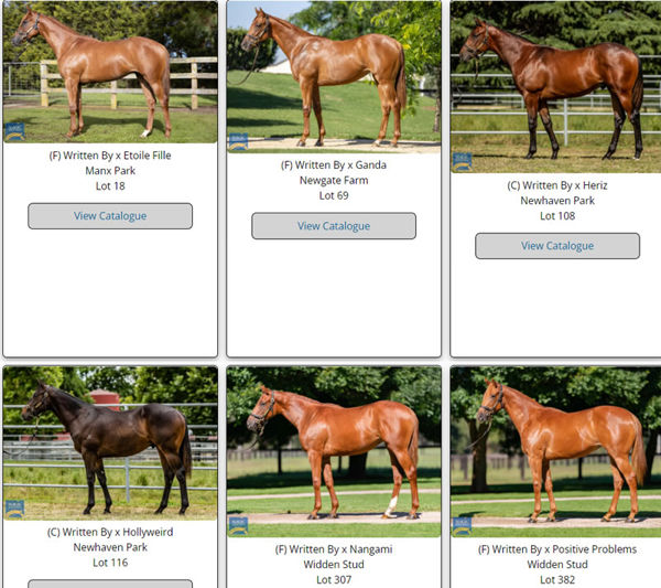 Click here to see all MM images of yearlings by Written By.