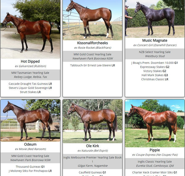 Click to see the full gallery of Written Tycoon SW's as yearlings.