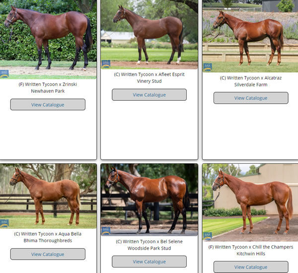 Click to see the full gallery of Written Tycoon yearling images uploaded to MM.