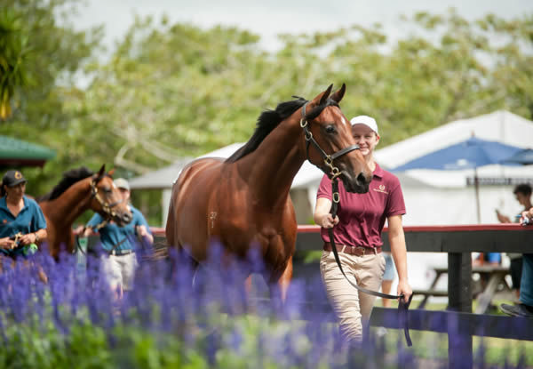 The finest yearlings in New Zealand take centre stage at Karaka. 