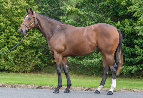 Ylang Ylang was the most expensive filly by Frankel sold at Tattersalls October Book 1 in 2022.