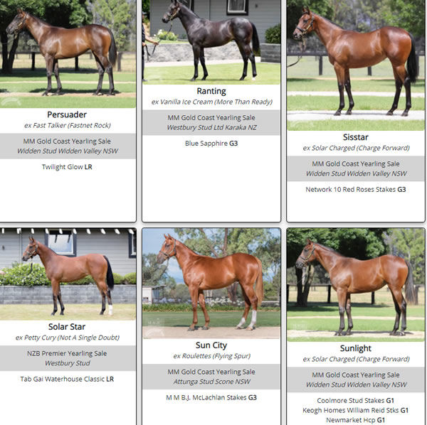 Click here for the full gallery of Zoustar SW's as yearlings.