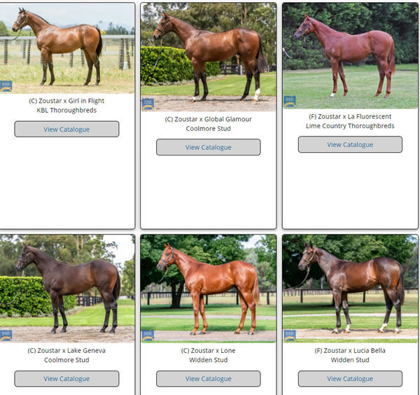 Click here  for the full gallery of Zoustar MM yearlings with images uploaded.