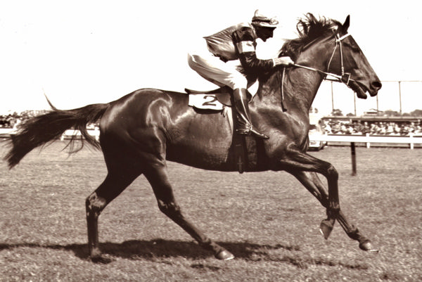 Rising Fast won the Caulfield Cup twice! 