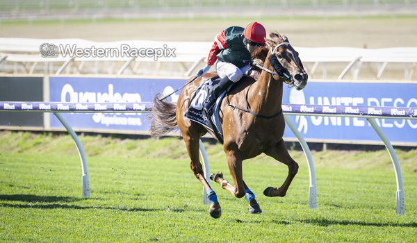 Toropa. Photo: Western Racepix.