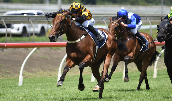 About Time winning the Gr.2 Sir Patrick Hogan Stakes (2050m) at Pukekohe on New Year's Day.  Photo: Kenton Wright (Race Images)