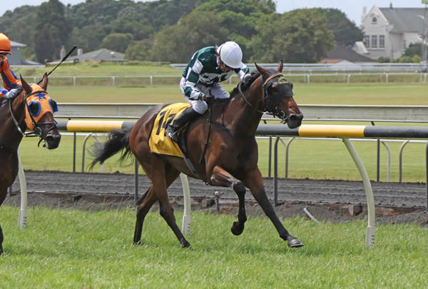 Acer winning the Listed Grangewilliam Stud Oaks Prelude (1800m) at New Plymouth.  Photo: Jane Davidson (Race Images)