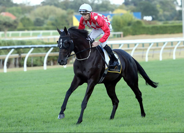 Achieve will contest the Gr.1 Al Basti Equiworld Dubai New Zealand Oaks (2400m) at Trentham on Saturday. Photo: Trish Dunell