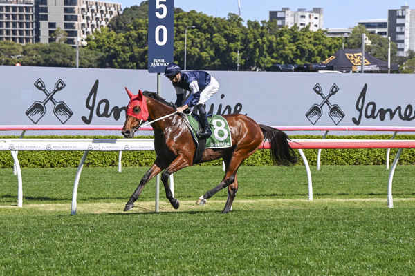 Adelaide River (IRE) is yet to win in Australia, can he change that on Saturday? - image Bradley Photos 