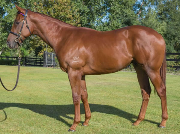 Aethero was a $575,000 Inglis Easter yearling purchase