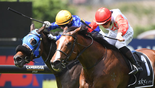 Affirmative Action winning the Show By SkyCity 1400 at Ellerslie on Tuesday.   Photo: Kenton Wright (Race Images)