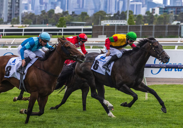 Age of Chivalry leads a Karaka graduate trifecta at Flemington - image Grant Courtney. 