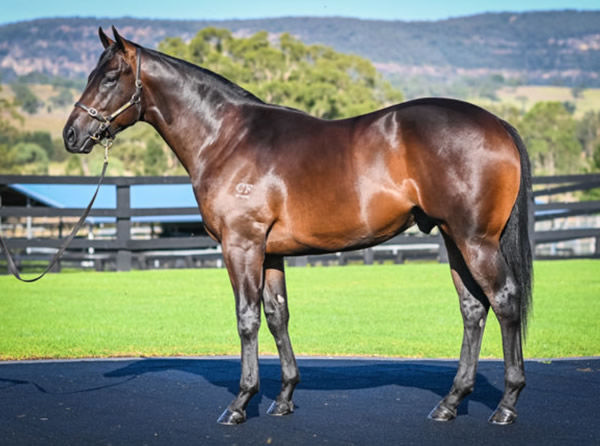 Agenda Setter was a $250,000 Inglis Easter purchase, cheapest yearling by his sire at the sale. 