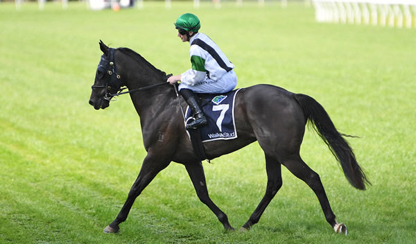 Agera and rider Matt Cartwright return to scale after winning the Team Wealleans Matamata Cup.   Photo: Kenton Wright (Race Images)