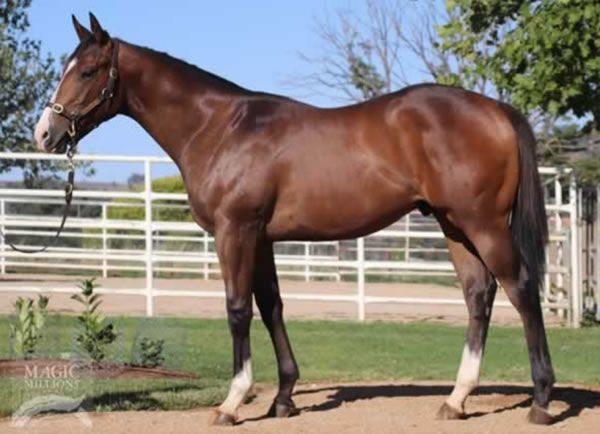 Aim as a yearling