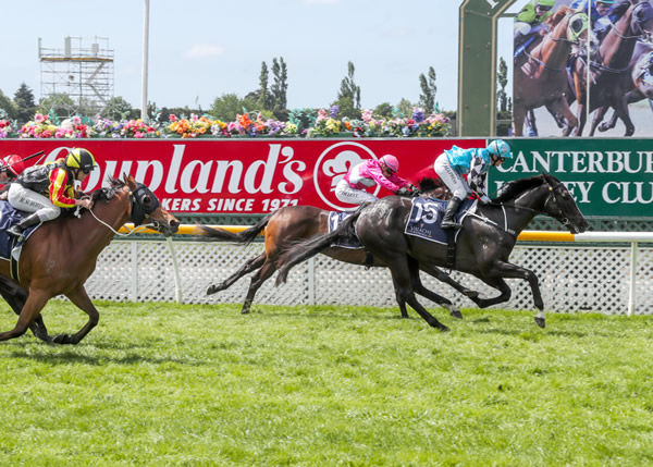 Aimee's Jewel lands the G3 Valachi Downs Canterbury Breeders' Stakes. Photo: Race Images CHCH