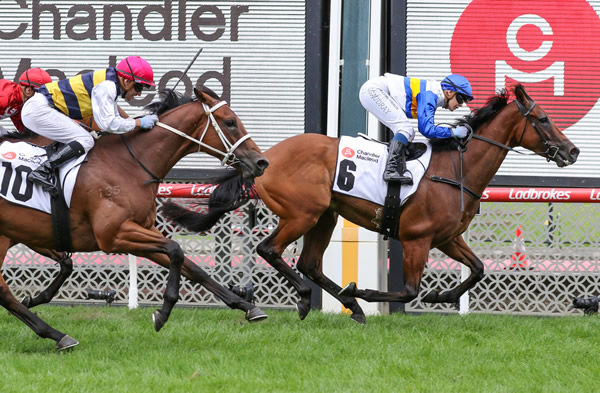 Akrotiri headed home a New Zealand-bred trifecta in the A$130,000 Chandler Macleod Handicap (2040m) at The Valley. Photo: Bruno Cannatelli