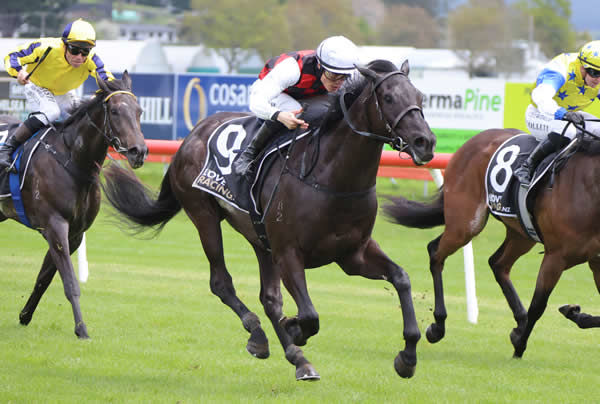 Aksil was a smart debut winner at Taupo on Friday.  Photo: Peter Rubery (Race Images Palmerston North)