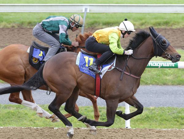 Alfriston will contest the Gr.3 Mitchell Family Bonecrusher Stakes (1400m) at Pukekohe on Saturday. Photo: Trish Dunell
