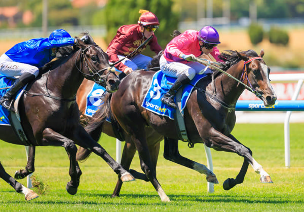 Alibaba does best in a close finish to the Blue Diamond Preview - image Grant Courtney