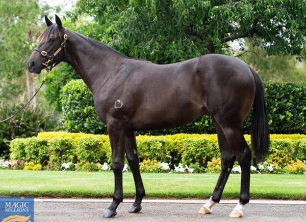 Alice Through as a yearling