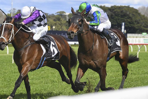 All Saint’s Eve (outside) has joined Stephen Marsh’s Cambridge barn. Photo: Bradleyphotos.com.au