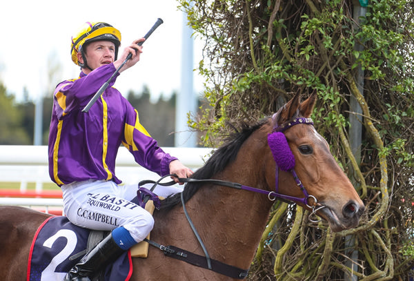 Alottago upon winning the Guineas Trial (1400m) at Riccarton on Saturday.  Photo: Ajay Berry (Race Images South)