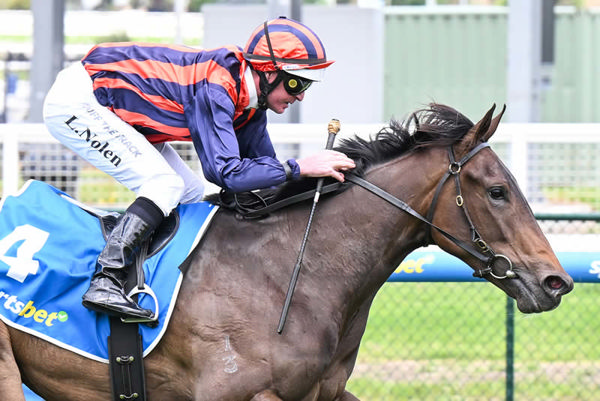 Almost an Angel wins on debut with ears pricked - image Pat Scala / Racing Photos