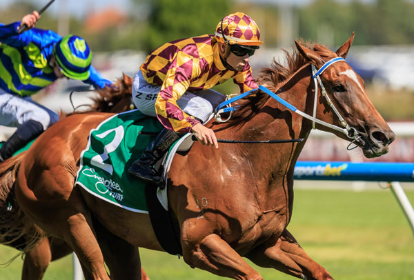 Alpha Sofie has four wins from five starts - image Grant Courtney