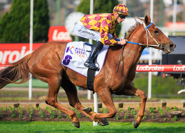 Alpha Sofie is a stakes-winner at her fourth start - image Grant Courtney
