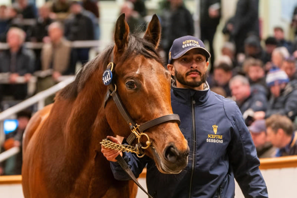 Amazonian is a full sister to the Chirs Waller trained stayer River of Stars (IRE).