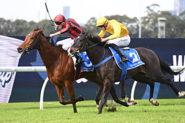 Amberite (red and black) fends off Caprice Des Dieux to score at Rosehill Photo: Steve Hart