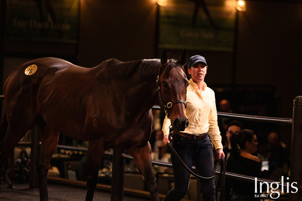 Amelia's Jewel sold for $3.8million at Inglis Chairman's Sale this year.