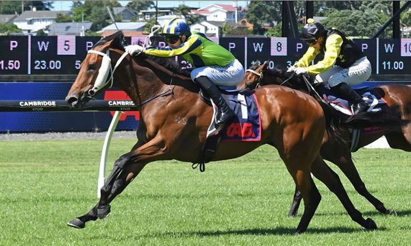 Ammirati (Matt Cartwright) confirms his New Zealand Derby credentials with a dominant win in the Gingernuts Salver at Ellerslie. Photo: Kenton Wright (Race Images)
