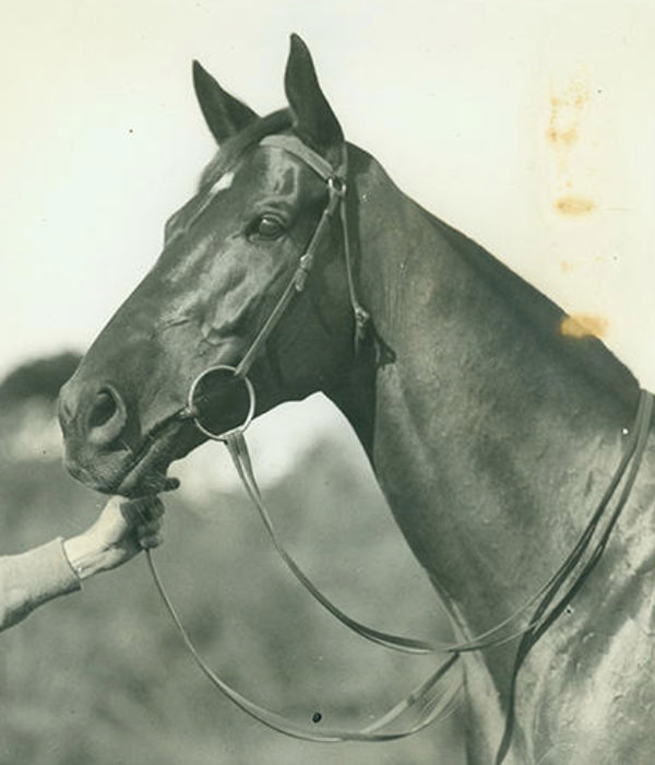 A superstar of his time Amounis was an early winner of what is now VRC Champions Mile - image Australian Racing Museum