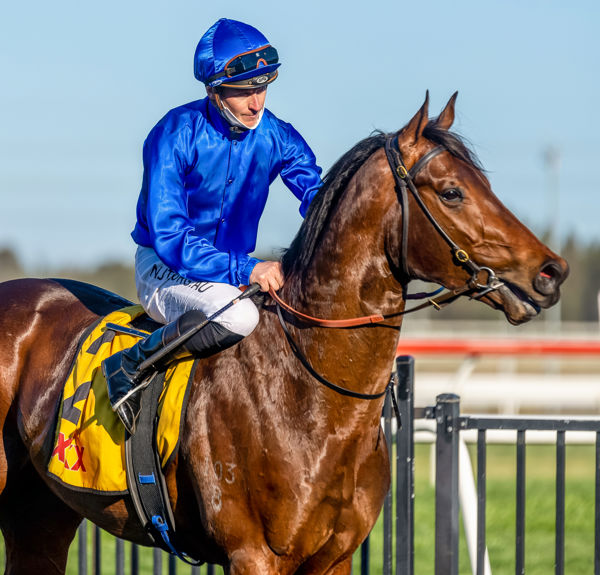 Anamoe will be a rock star at the Darley stallion parades this spring!