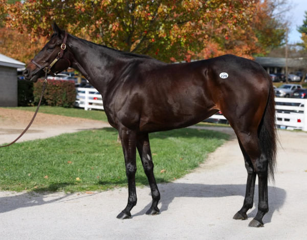 Anisette (GB) sold for $1.8million.