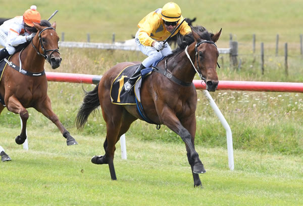 Impressive debutant Ansu scores a smart win at Tauherenikau Photo credit: Race Images – Peter Rubery 