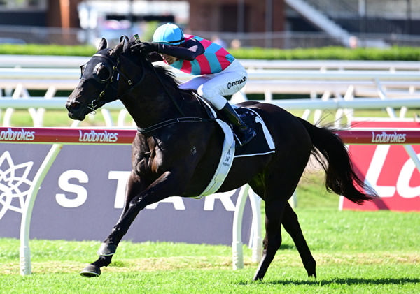 Kiwi bred Antino has won seven of eight starts - image Grant Peters