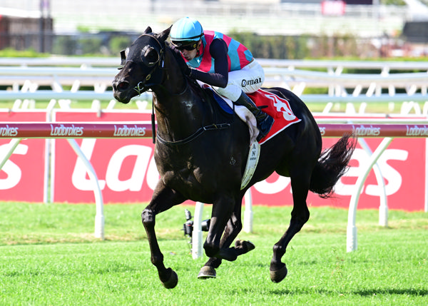 Antino wins his first stakes race at Eagle Farm - image Grant Courtney