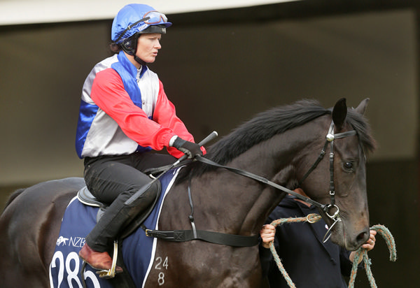 Antino and rider Lynsey Satherley at the breeze ups at Te Rapa Photo: Trish Dunell 