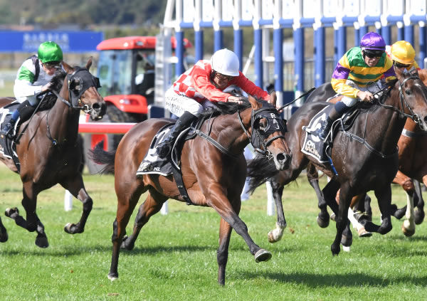 Apostrophe and Masa Hashizume race away with the Gr.3 Martin Collins New Zealand Manawatu Breeders’ Stakes (2100m) at Trentham.   Photo: Race Images PN