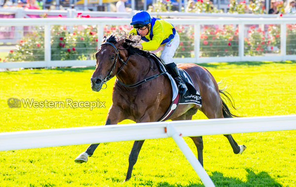 Apulia scored a brilliant win in the G2 Van Heemst Stakes - image Western Racepix 